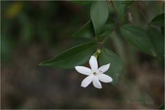 Jasminum cuspidatum
